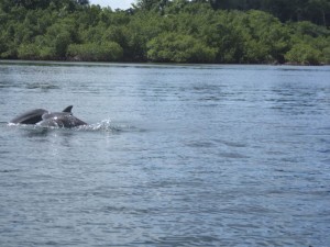Delfine in der Dolphin Bay
