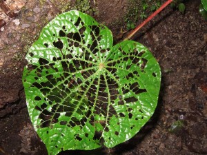 Blatt in Santa Elena