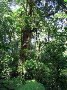 Blatt in Santa Elena 